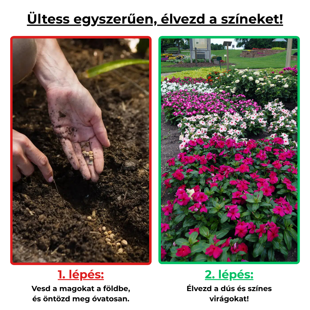 Ellenálló Vinca magok