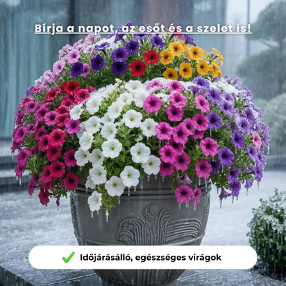 Ellenálló Vinca magok