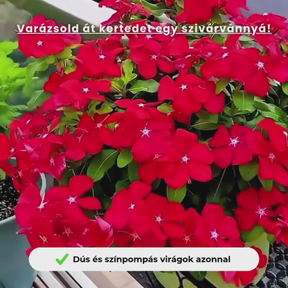 Ellenálló Vinca magok