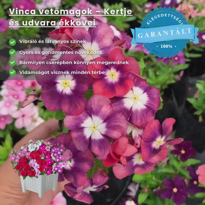 Ellenálló Vinca magok